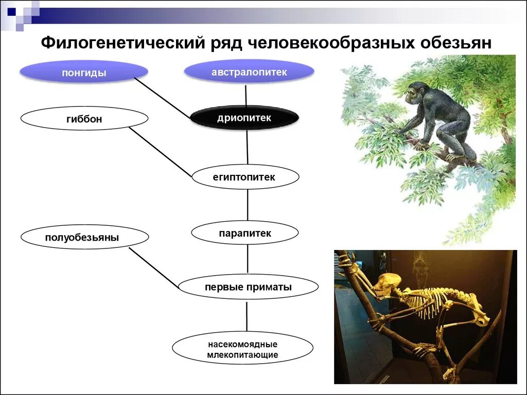 Относится ли человек к приматам. Филогенетическое дерево человекообразных обезьян. Эволюционное Древо человекообразных обезьян. Эволюционное дерево приматов. Филогенетический ряд высших приматов.