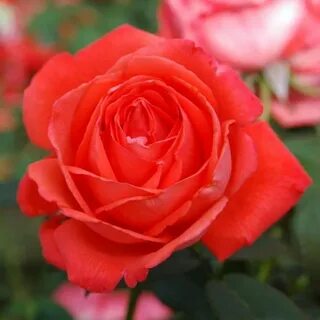Rose gets