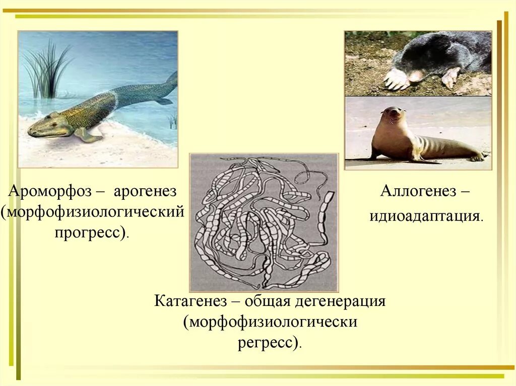 Ароморфоз идиоадаптация дегенерация. Ароморфоз общая дегенерация. Ароморфоз идиоадаптация общая дегенерация. Морфофизиологический Прогресс примеры.