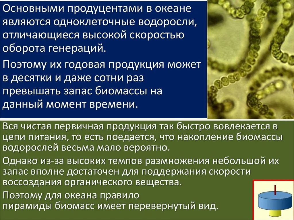 Бурая водоросль продуцент