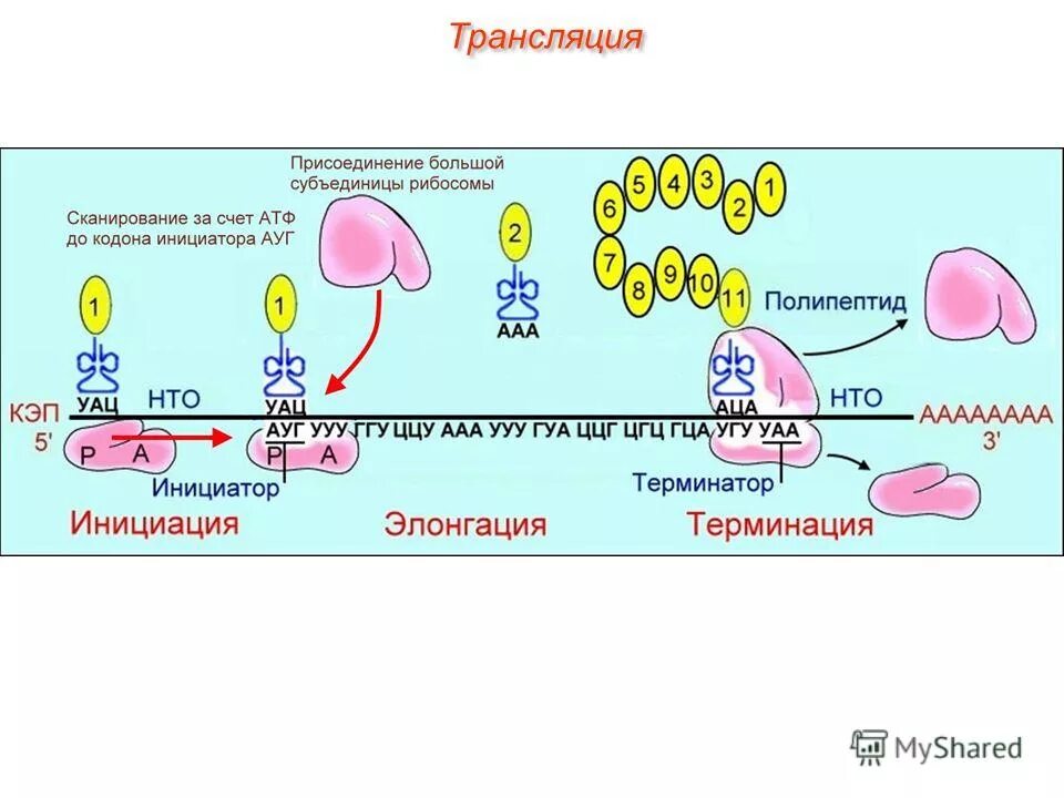 этапы трансляции. биосинтез белка инициация трансляции. трансляция биология этапы. этапы синтеза белка элонгация инициация. последовательность трансляции биосинтеза.