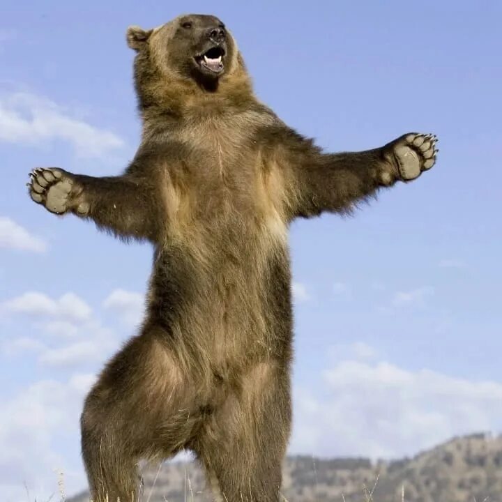Где медведь танцует. Медведь танцует. Танцующий мишка.