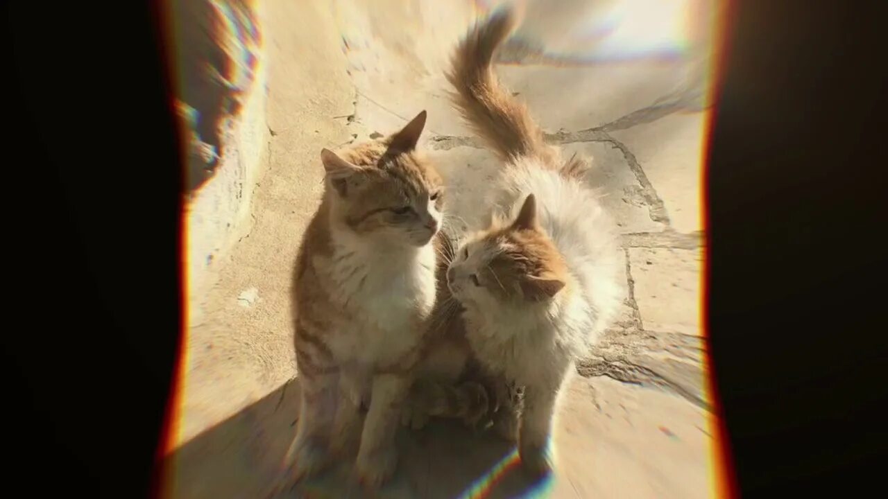 Кис кис кис кис твои поцелуи. Zhanulka ты похож на кота. кис кис кис кис ты котик. кис кис zhanulka кис. кис кис я котик ты котик жанулька.