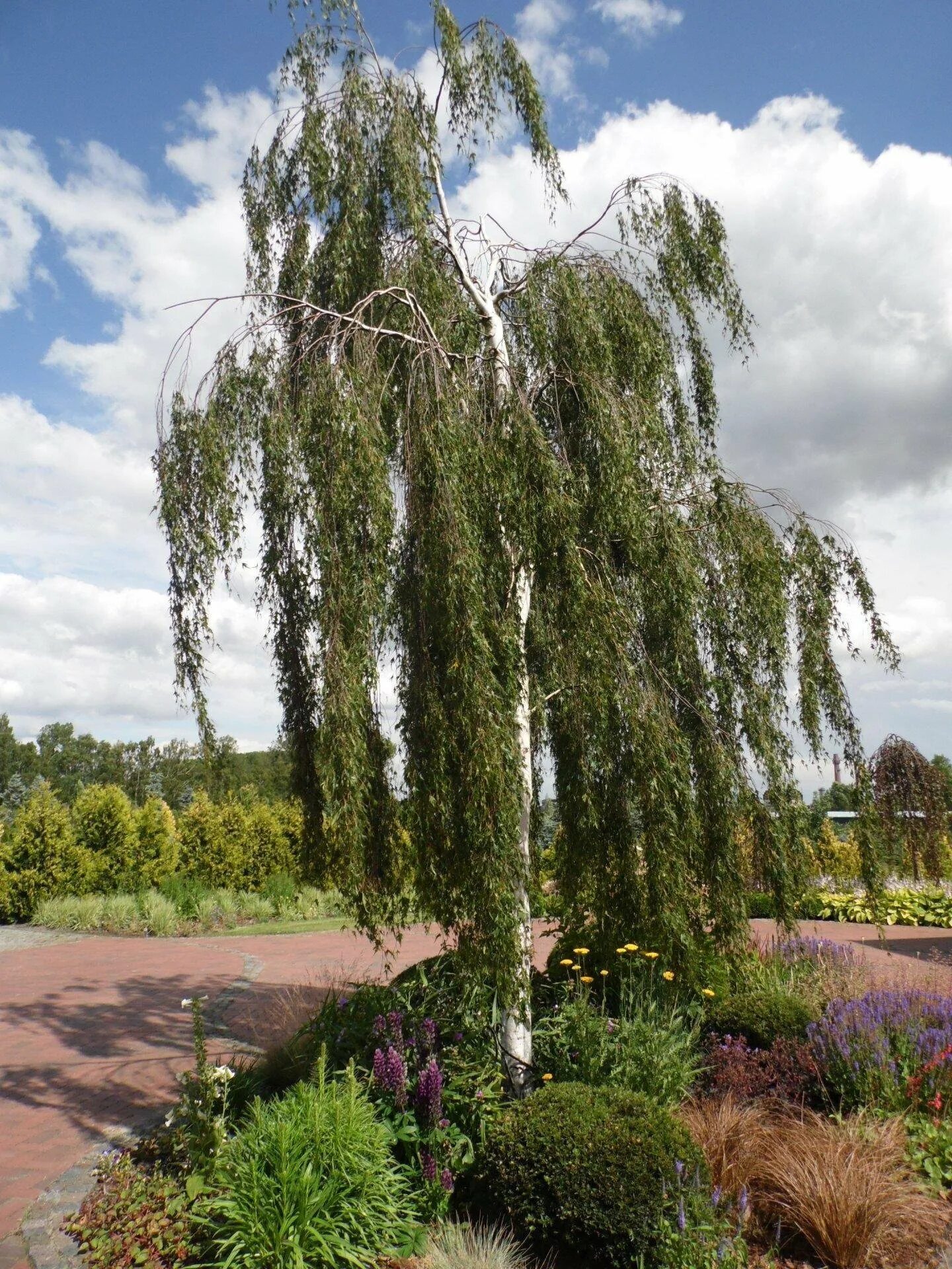 Береза повислая Лациниата. Береза повислая /Betula pendula gracilis/. Береза повислая плакучая. Береза Бетула Пендула. Береза повислая виды