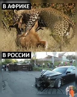 Всемирный день ягуара