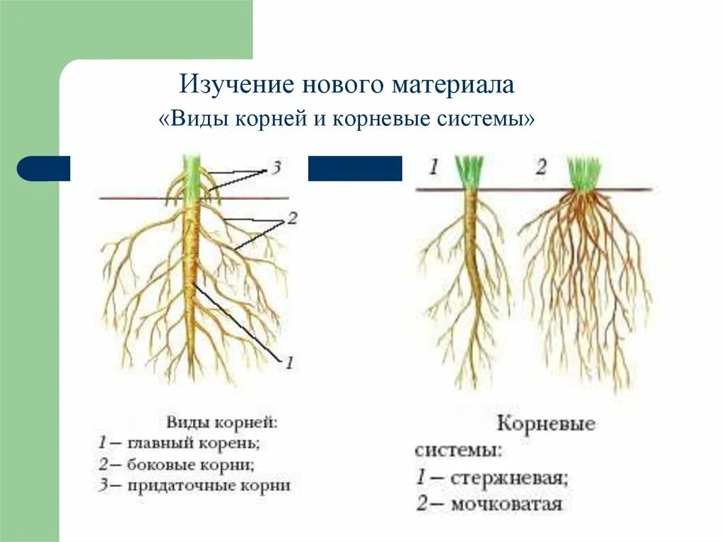Типы корневых систем строение. Типы корневой системы биология 6.