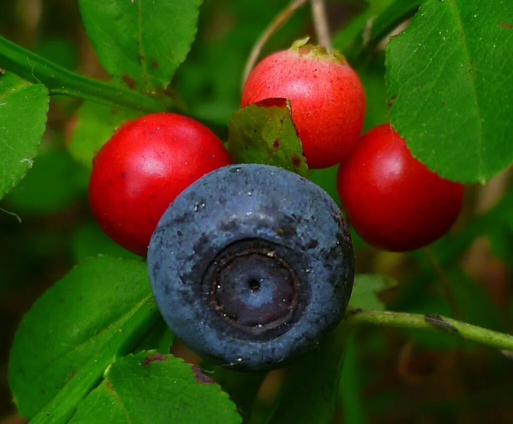 лесная малина и земляника. земляника лесная полянка ремонтантная. черника обыкновенная. ягоды подмосковья. дикорастущие ягоды подмосковья.