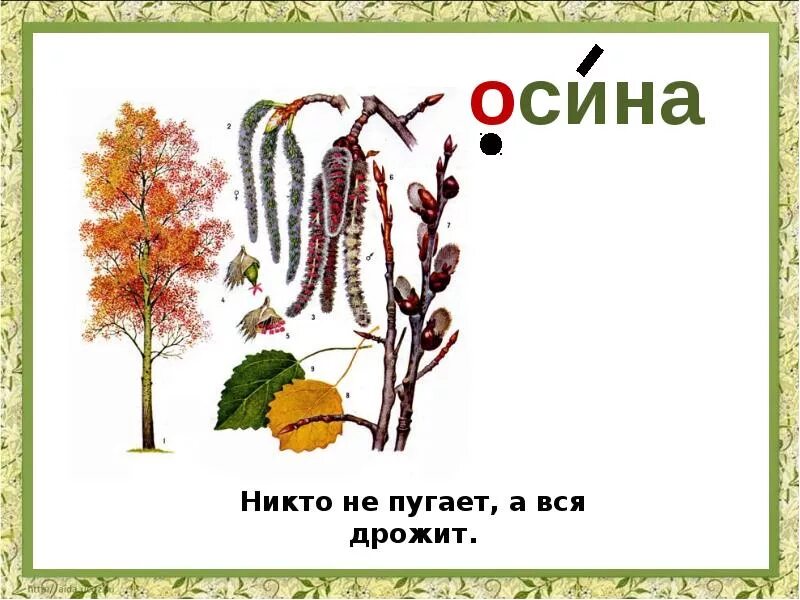 Словарное слово осина. Осина иллюстрация. Осина презентация для детей. Дерево осина для презентации. Как появилась поговорка дрожит как осиновый лист