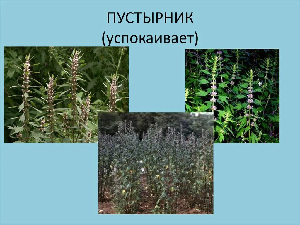 лекарственные растения томска. пустырник окружающий мир 2 класс. пустырник окружающий мир 2 класс. жилкование пустырника. пустырник трава инструкция.