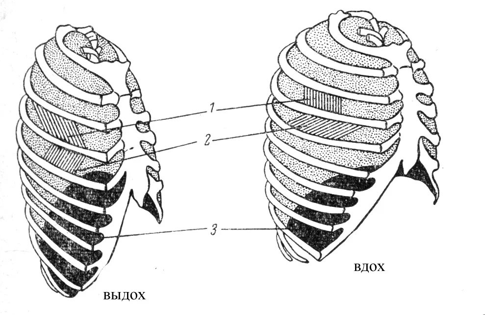 Грудная клетка при вдохе приподнимается. Ребра при вдохе и выдохе. Грудная клетка на вдохе и выдохе. Положение ребер и диафрагмы при вдохе и выдохе. Ребра вдох и выдох.