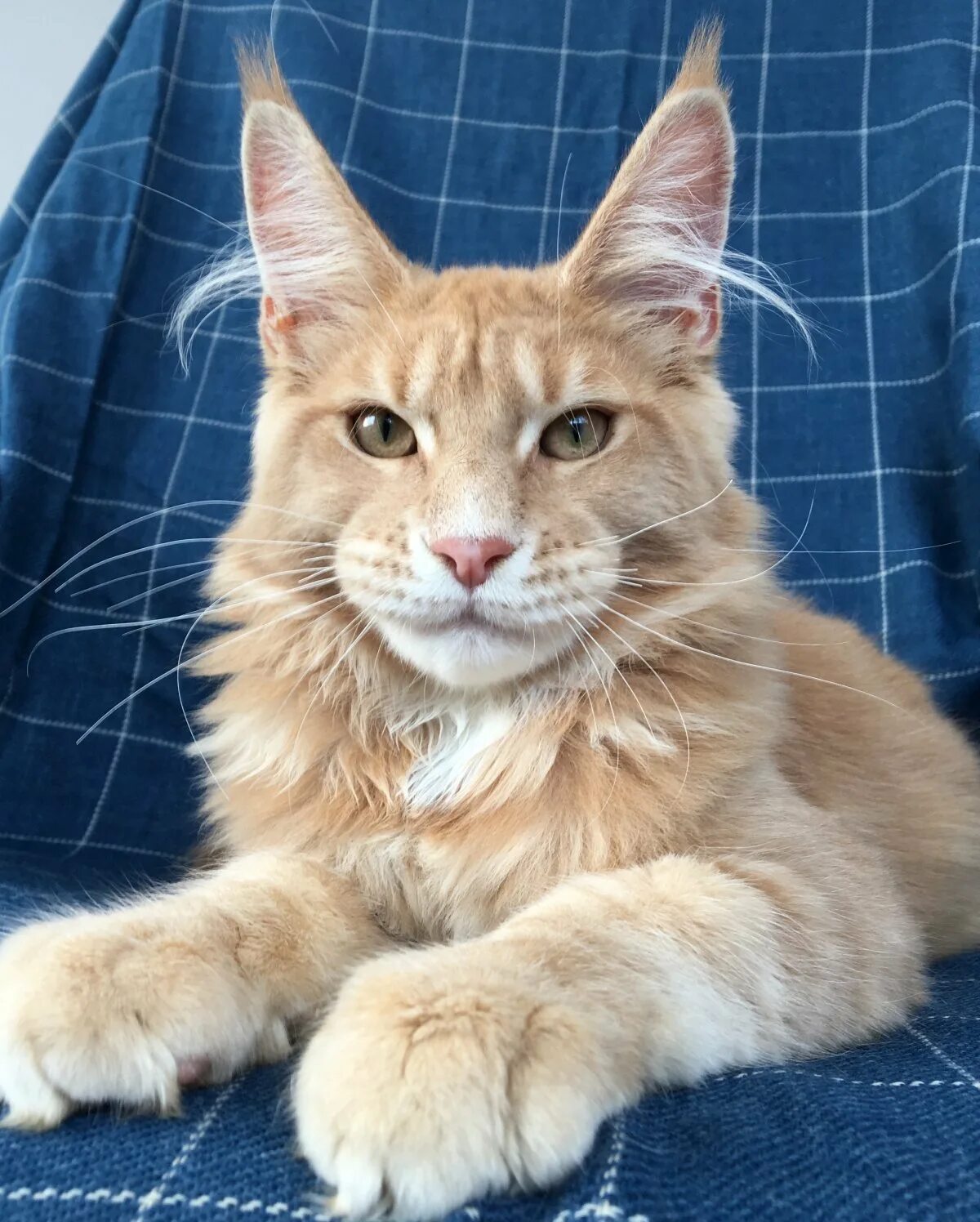 Манкун коты