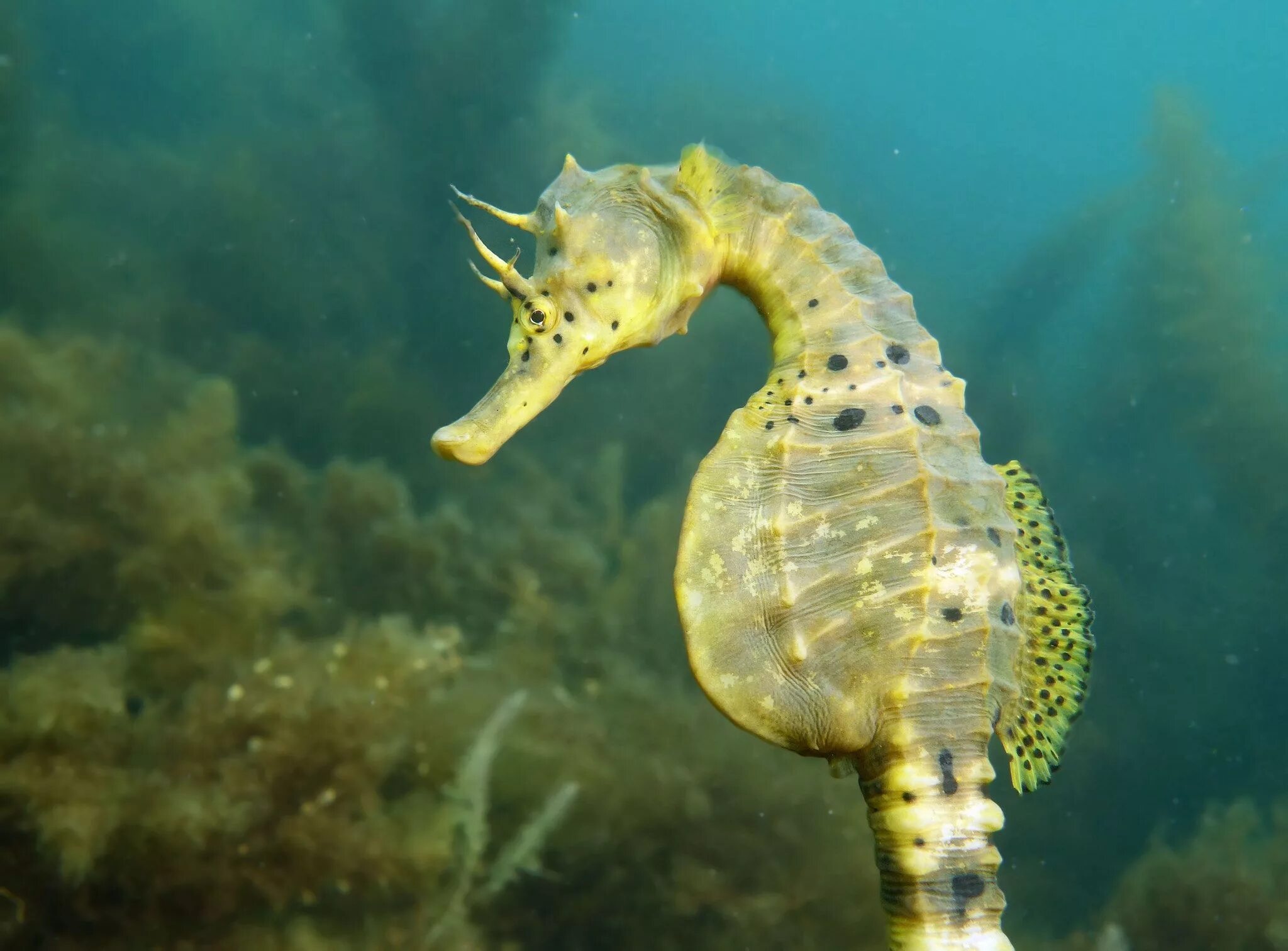 Морской конек (Hippocampus Hippocampus). Большебрюхий морской конек. Длиннорылый морской конёк. Морской конек (Hippocampus Antiquorum).