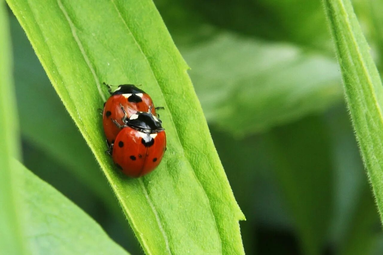 Божьи коровки обитают. Рапсовый Листоед. Жук Божья коровка. Ladybird Божья коровка. Листоед четырехточечный.