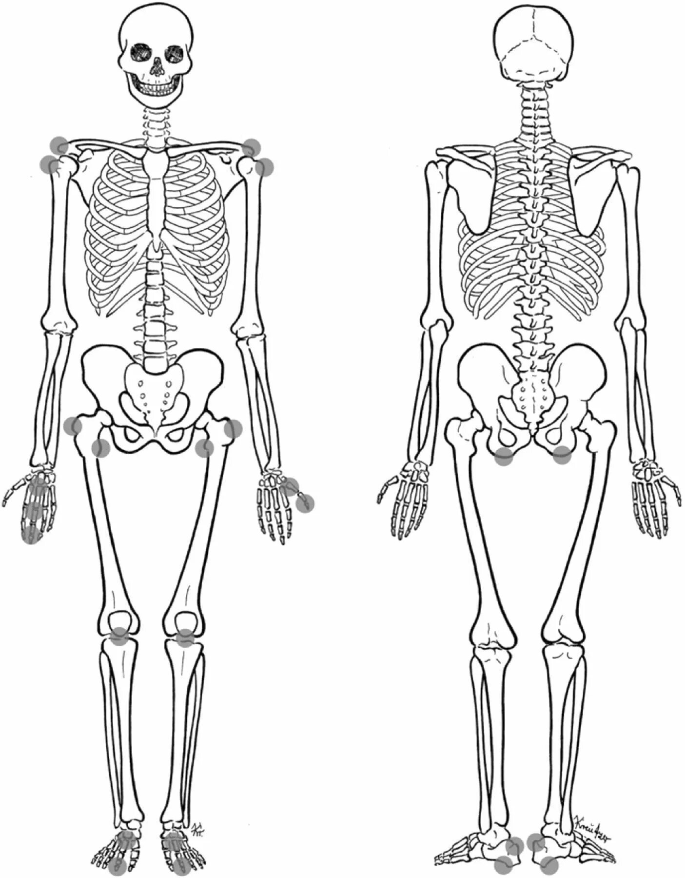 Bones system