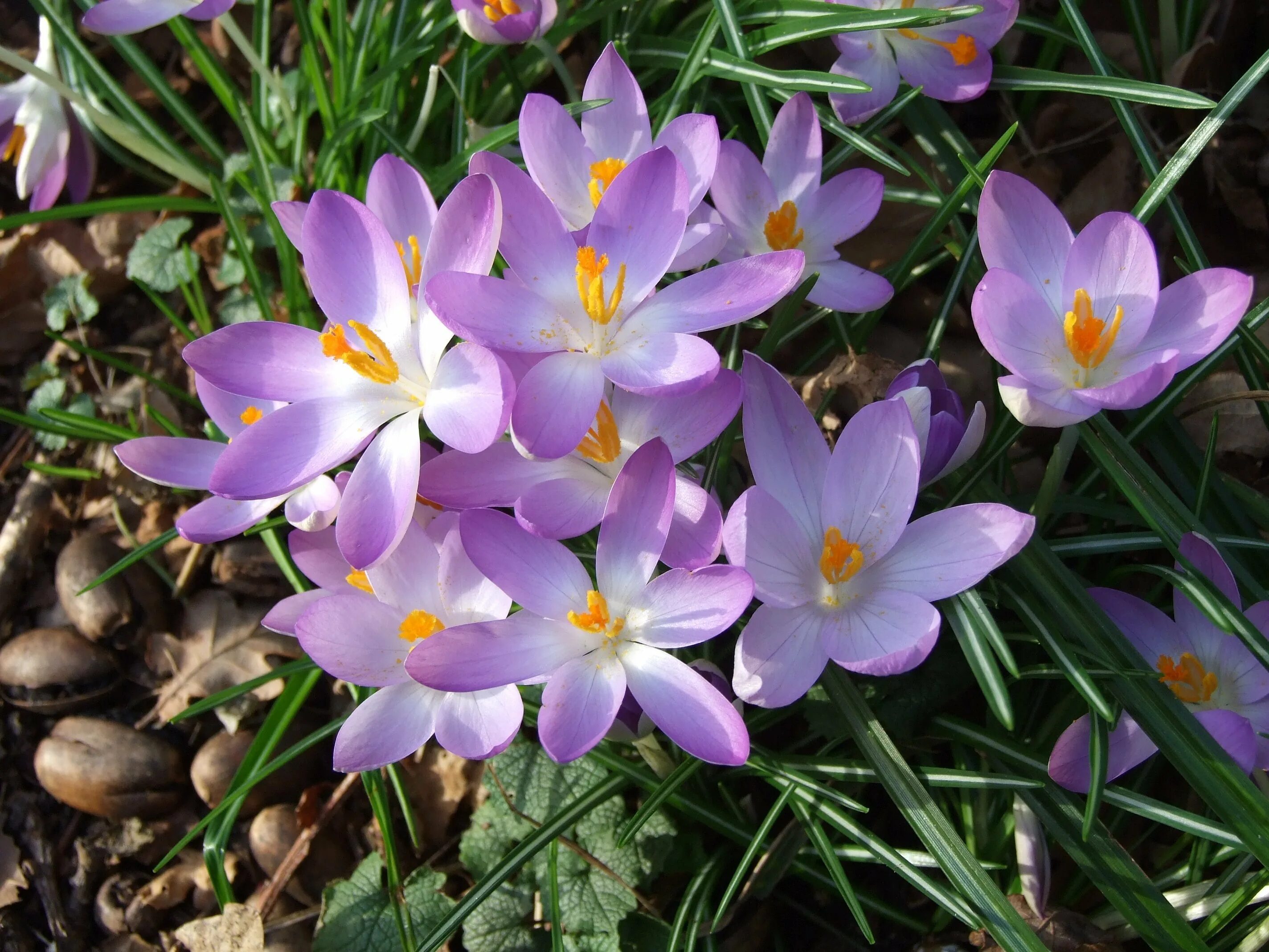 Wallpaper : crocuses, flowers, yellow, purple, spring 1920x1180 - 4kWallpaper - 