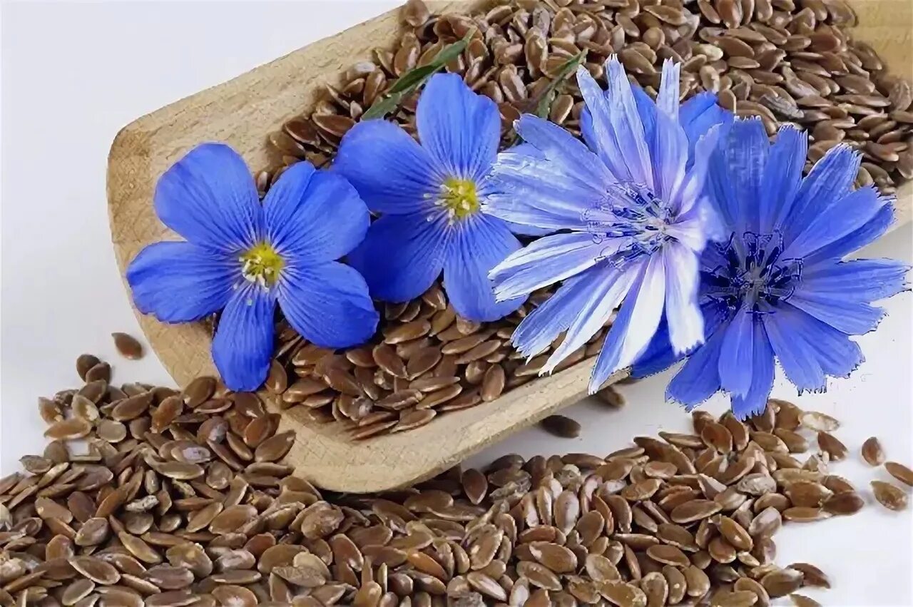 легур сорт льна. лен долгунец семена. семена льна фармакопея. лен вниимк 620. семена цикория обыкновенного.