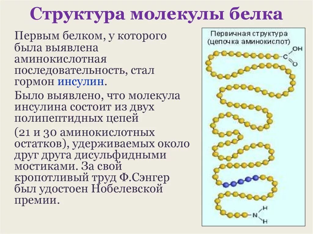 Особенности внутреннего строения белки. Первичная структура белковых молекул. Строение молекулы белка первичная структура. Первичная структура белка структура. Первичная структура молекулы белка.