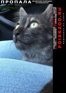 Пропало домашнее животное