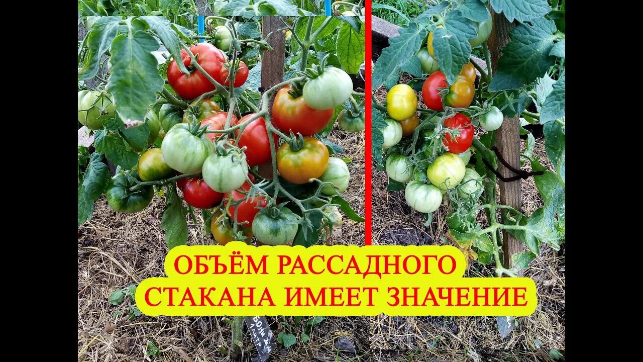 Томаты сорт бони мм. Гавриш томат бони мм. томат бони м. томат бони мм характеристика и описание сорта. томат бони мм характеристика.