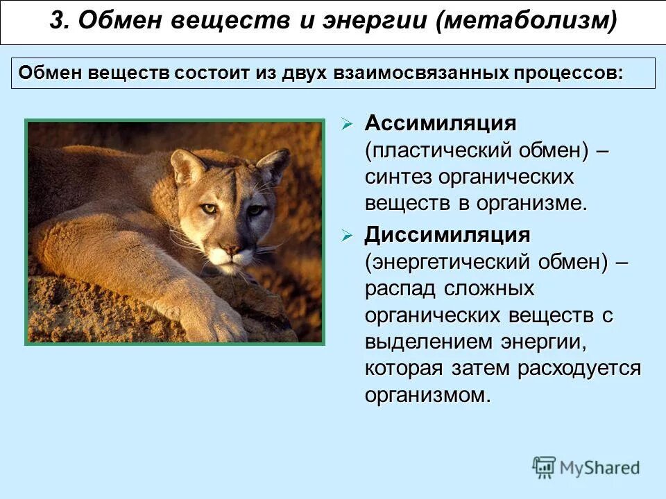 основные отличия живых организмов от тел неживой природы. обмен веществ неживых организмов. круговорот живой и неживой природы. обмен веществ в неживой природе. обмен веществ в живой природе.