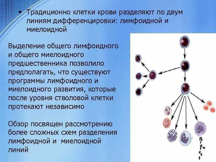 Кровь дифференцировка. Миелоидные и лимфоидные клетки. Клетки миелоидного и лимфоидного ряда. Миелоидные клетки. Клетки миелоидной линии.