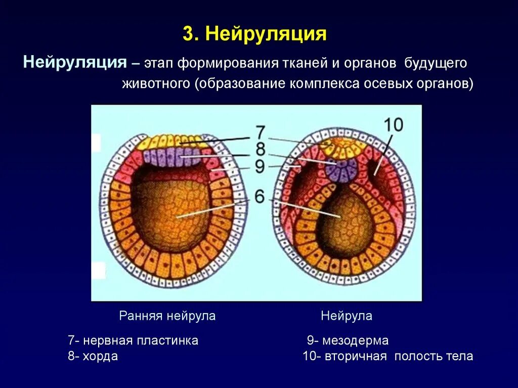 Эмбриогенез и органогенез. Периоды гаструла нейрула бластула. Стадии эмбриогенеза нейрула. Зигота морула бластула гаструла нейрула.