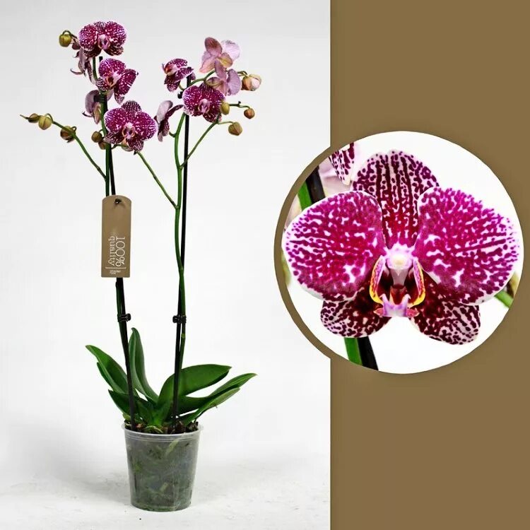 Где купить орхидею. Фаленопсис интрига. Фаленопсис интрига Голландия. Фаленопсис 2w13. Орхидея фаленопсис Ашан.