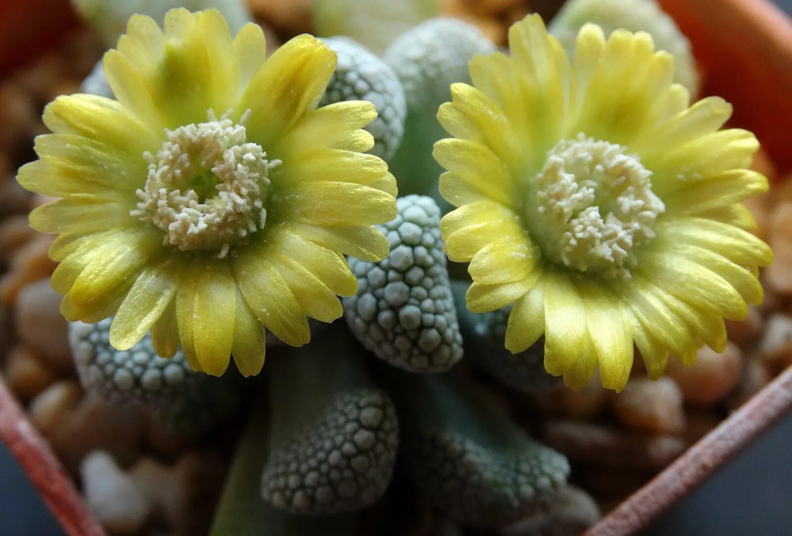 Суккулент титанопсис. Суккулент титанопсис. Титанопсис. Титанопсис. Литопсы титанопсис.