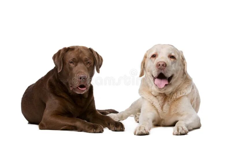 Dog pairing
