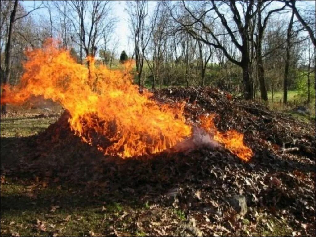 Сжигание листвы