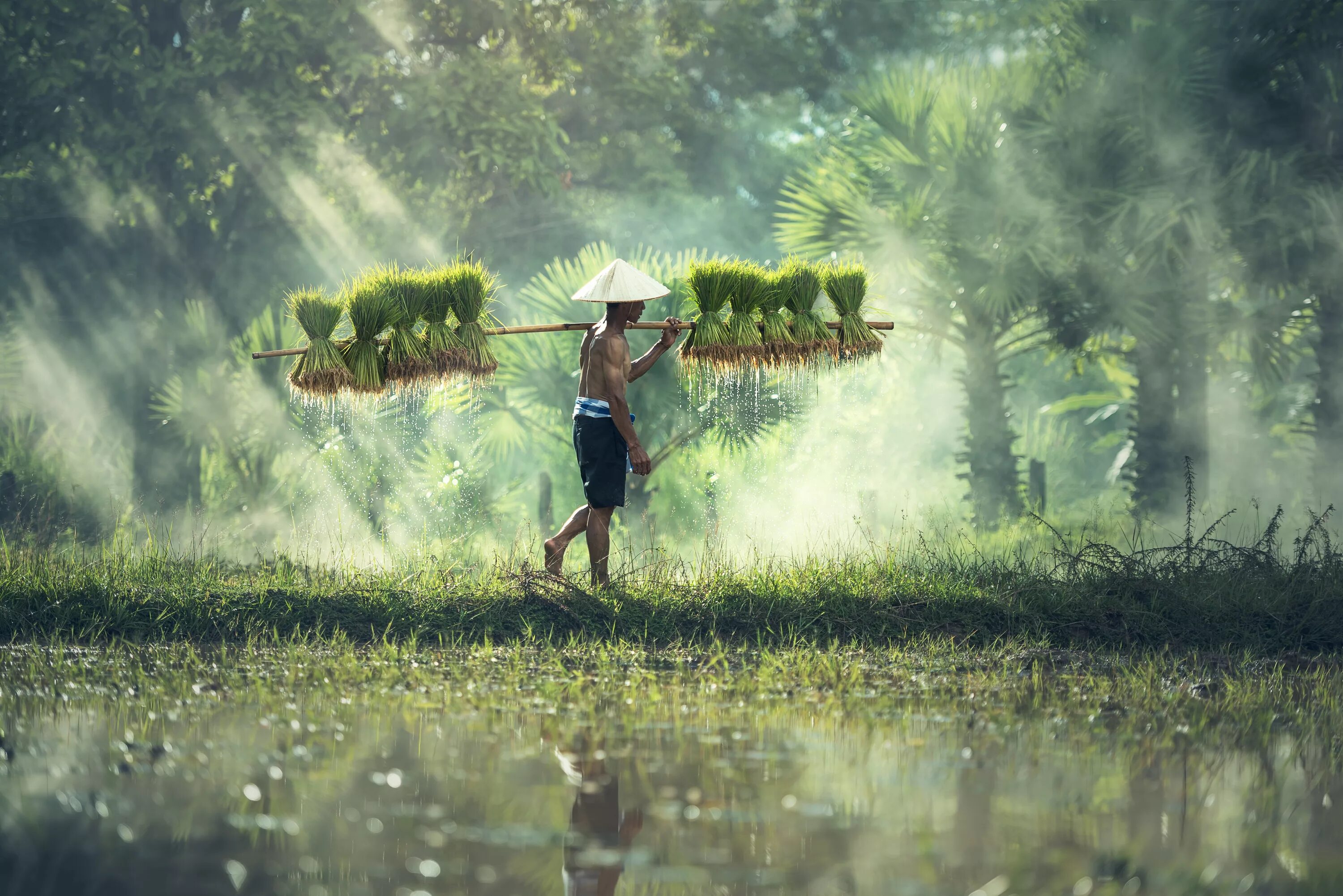 Растений человеком становится. Сельское хозяйство Камбоджи. Камбоджа рис. Камбоджа плантации. Человек и природа.