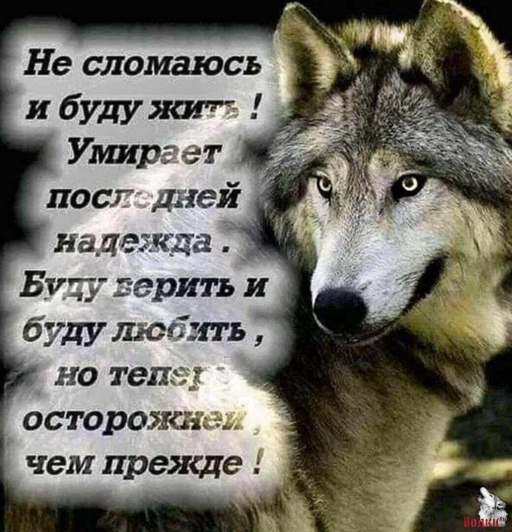 Слова доброго волка. Стих про волчицу. Слова доброго волка. Стих про волка. Гифки с волками с надписями.
