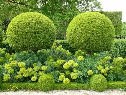 Куст шариком как называется