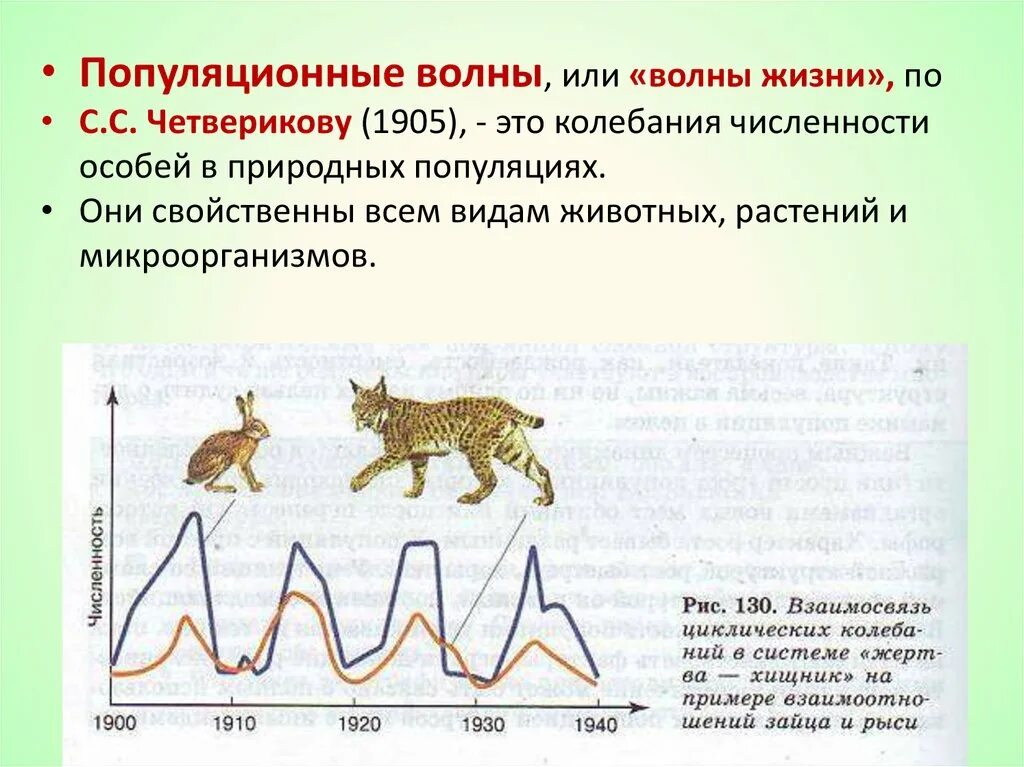 Популяционные волны, "волны жизни"(с. с. Четвериков) -. Волны жизни популяционные волны. Четвериков популяционные волны. Периодические и непериодические колебания численности популяции.