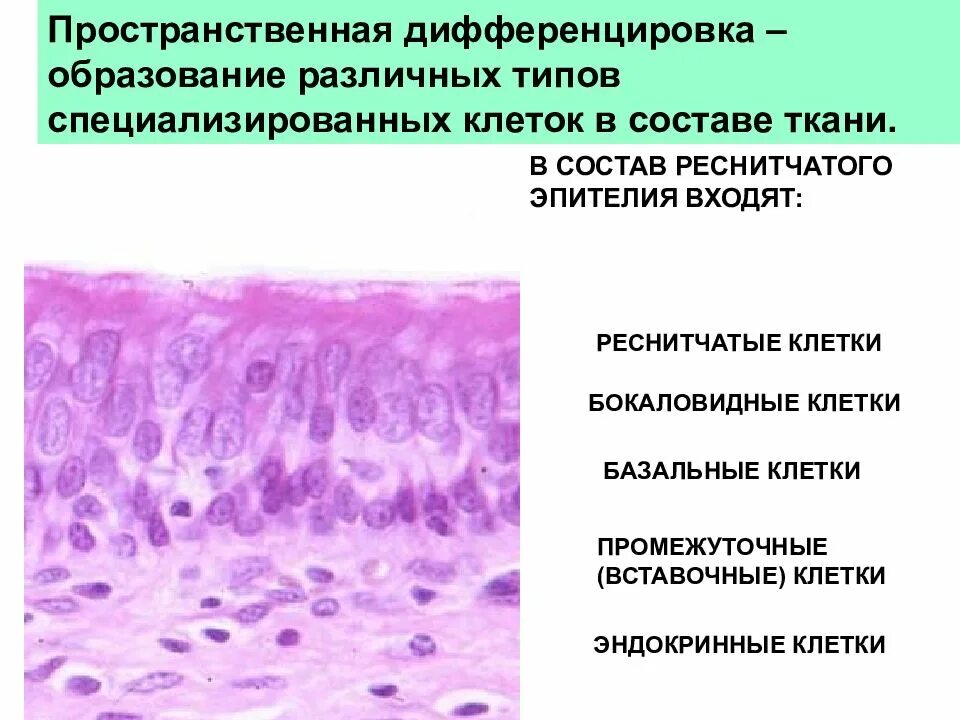 Нарушение дифференцировки клеток