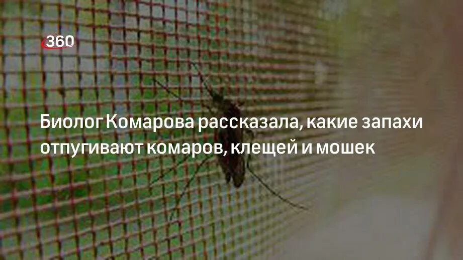 Какой запах отпугивает клещей от человека в лесу. Какие эфирные масла отпугивают клещей домашней пыли. Какие запахи отпугивают клещей уличных лесных и тд. Какой запах отпугивает комаров. Комнатные цветы отпугивающие насекомых.