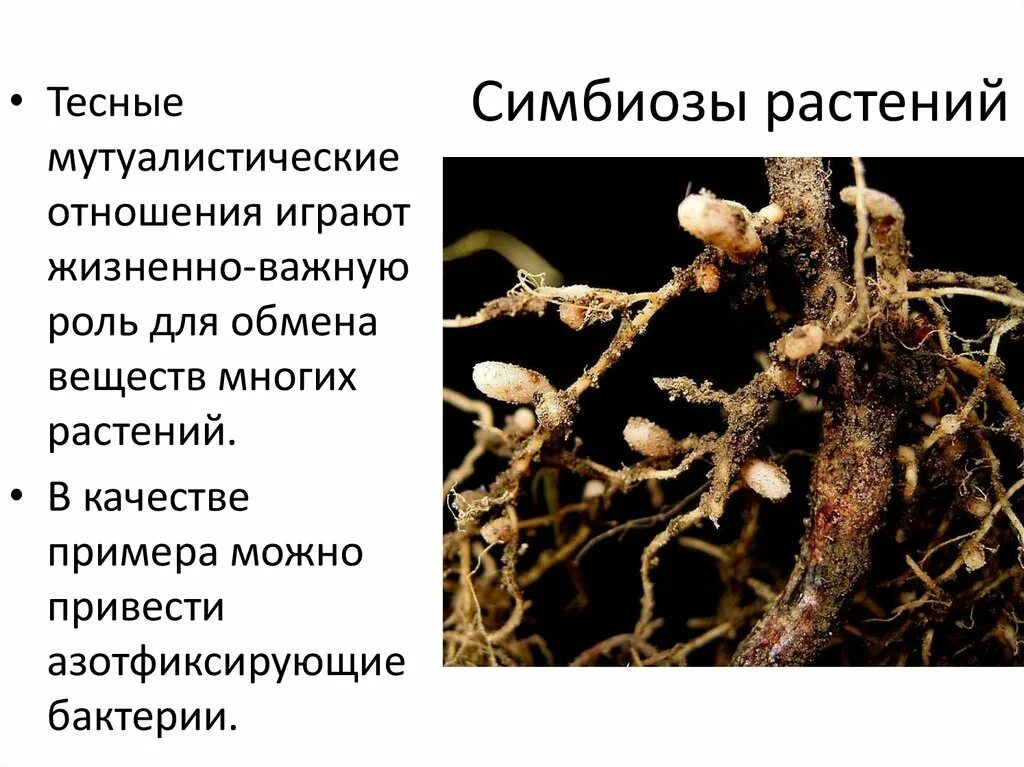 Симбиоз человека и растений. Симбиоз человека и растений