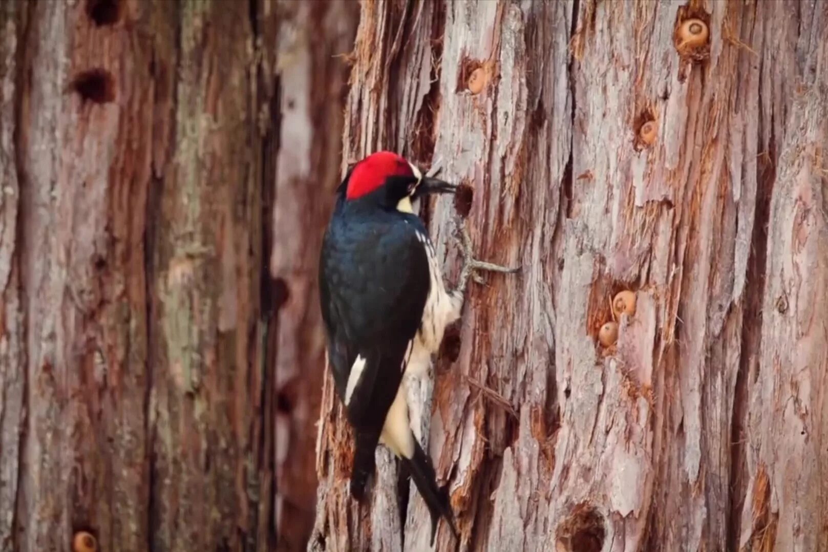 большой и малый пестрый дятел. весенняя трель дятла. дятел стучит по коре сосны. дятел для детей. дятел готовится к зиме.