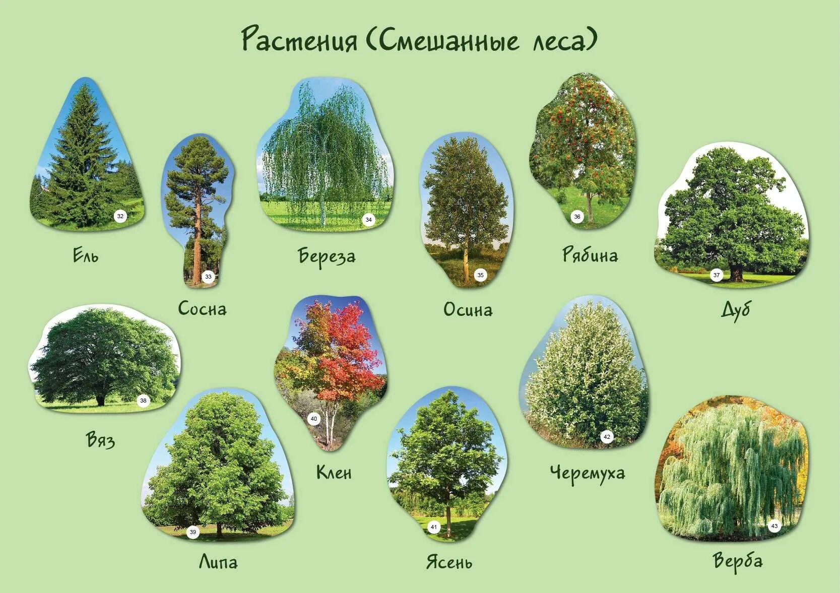 Название рода деревьев