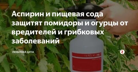 Обработать огурцы от болезней и вредителей