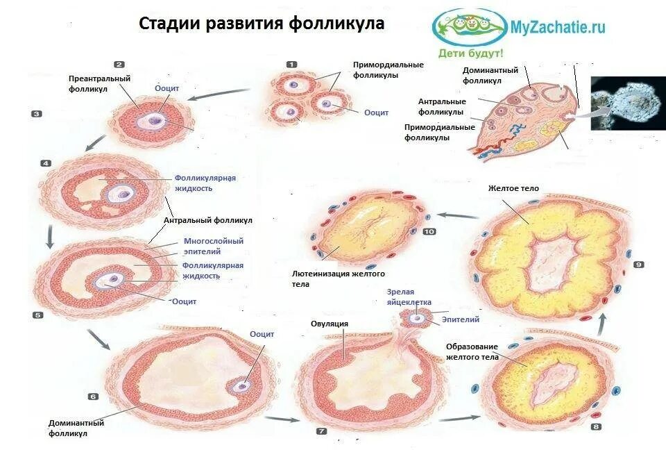 Развитие фолликулов в яичнике. Цикл развития фолликула в яичнике. стадии развития желтого тела. схема развития овариального фолликула. стадии развития яйцеклетки.