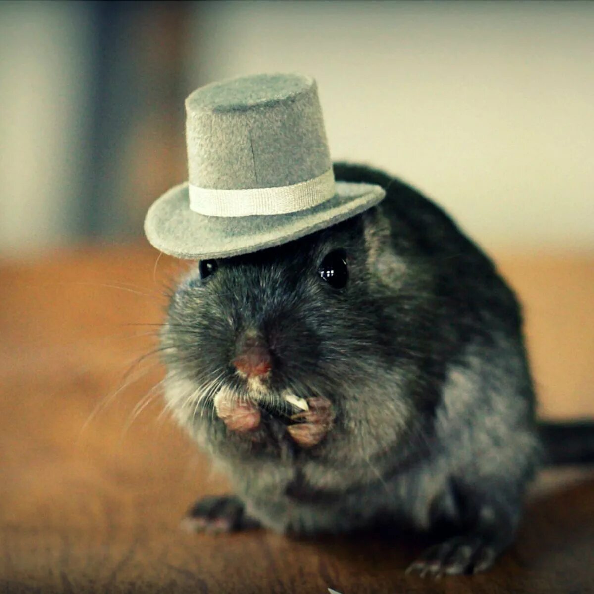 Мышь хомячков. Крыса в шляпе. Хомяк в шляпе. Мышка в шляпке. Хомяк в фуражке.
