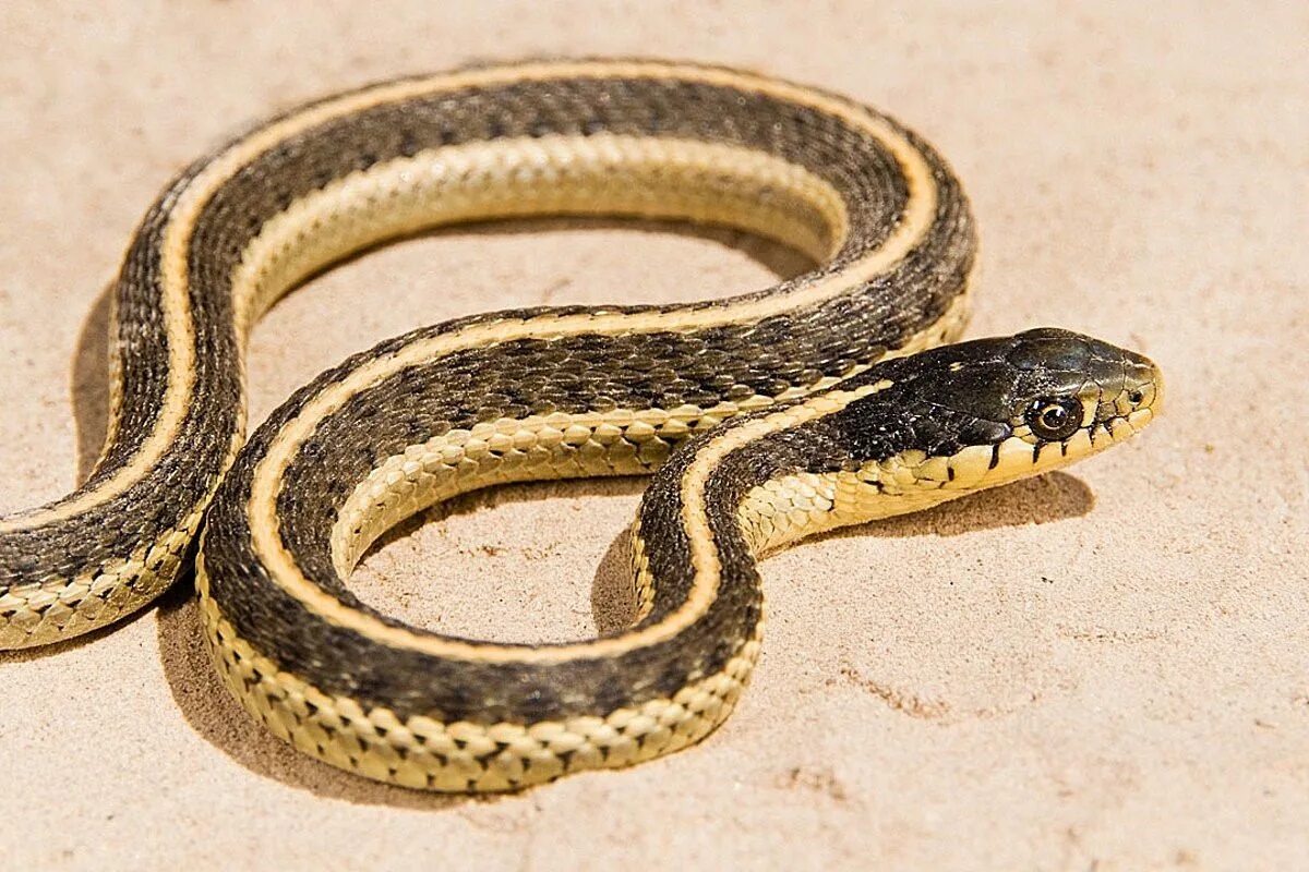 Змеи с полосками на спине. Малайский крайт змея. thamnophis elegans. змея с желтыми полосками вдоль тела. змея с полосой на спине.