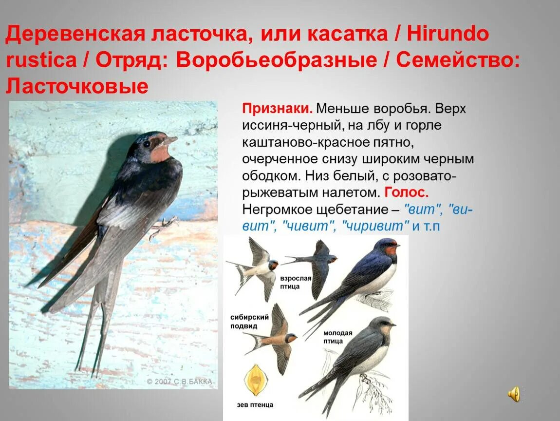 Деревенская ласточка для презентации. Деревенская ласточка. Ласточка птица. Деревенская ласточка описание. Ласточка.
