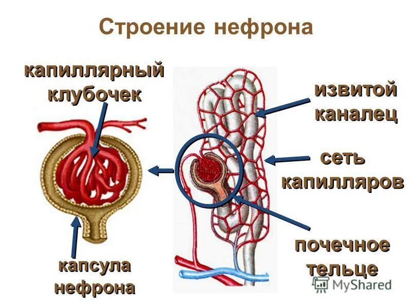 Какая кровь в капиллярном клубочке нефрона. Строение капиллярного клубочка нефрона. Капсула Боумена-Шумлянского капиллярный клубочек. Строение нефрона почечное тельце. Капсула клубочка нефрона строение.