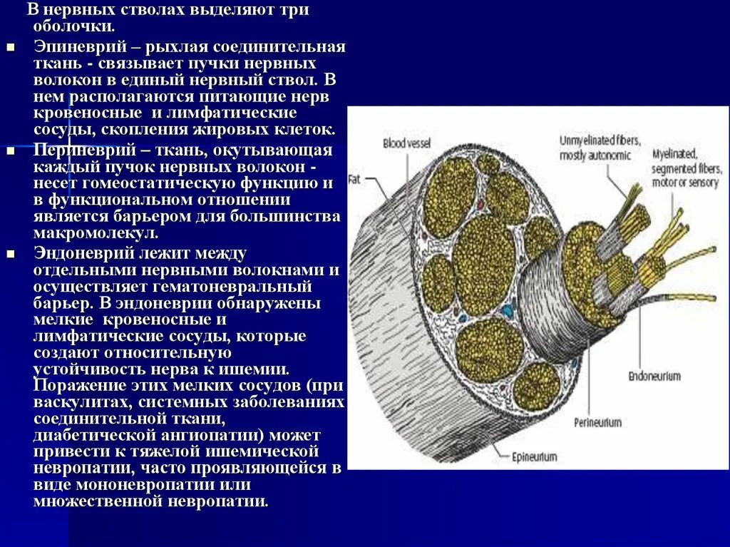 Что такое сосудистые пучки какую функцию они. Эндоневрий периневрий эпиневрий. Оболочки нервных волокон образованы соединительной тканью. Нервный ствол гистология строение. Соединительнотканные оболочки периферических нервов.