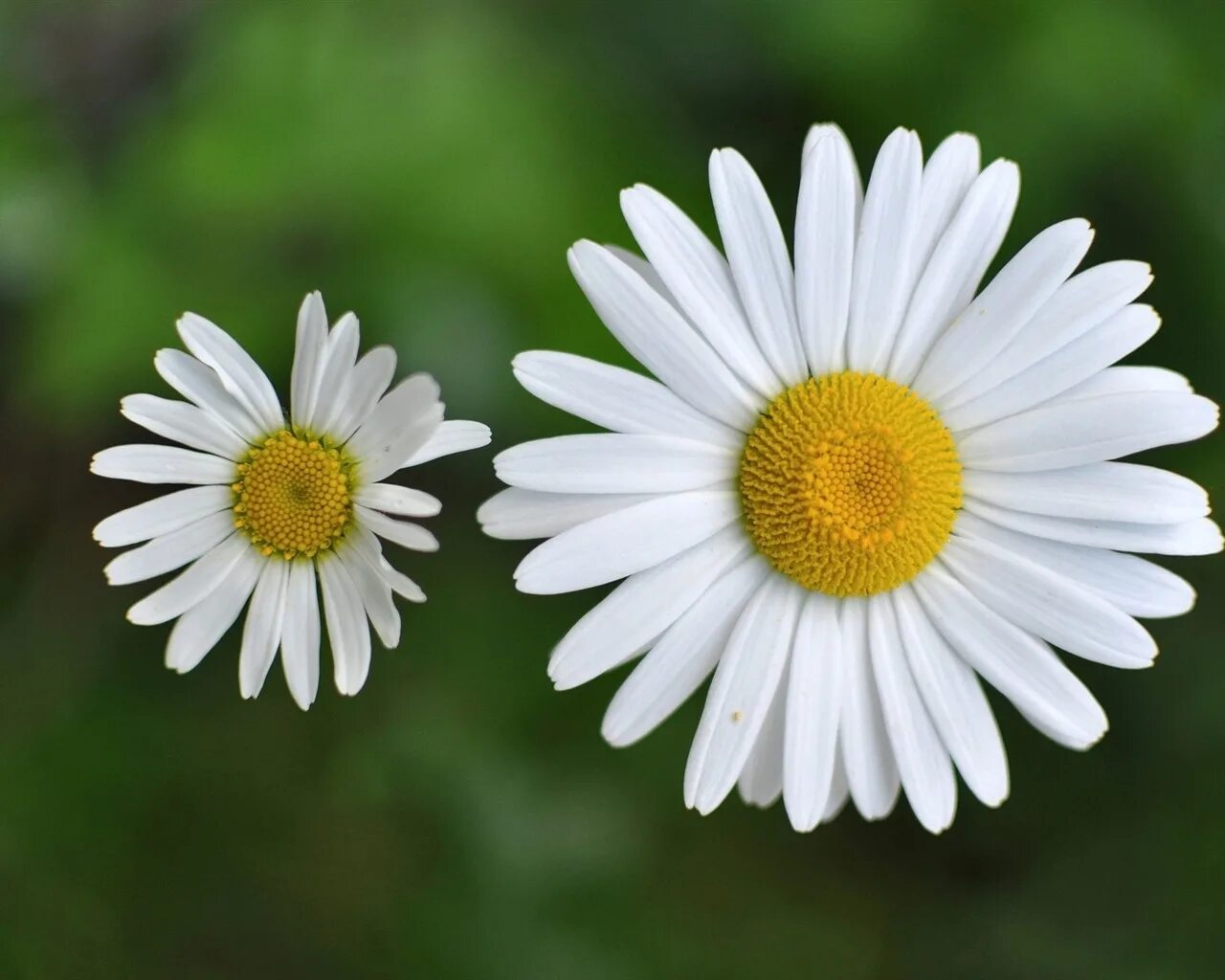 Ромашка это собственное. Имена собственные примеры. Ромашка для травника. Ромашка аптечная. Матрикария пиретрум на белом фоне.