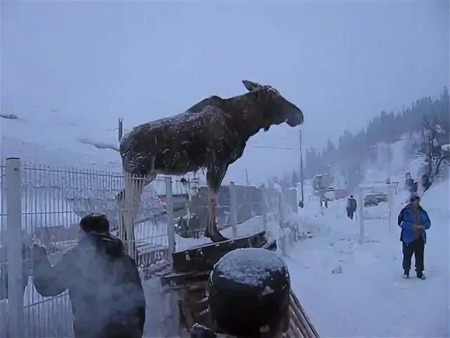 Лось застрял. Застряла лосиха между двух деревьев. Лосиха между 2 деревьев.