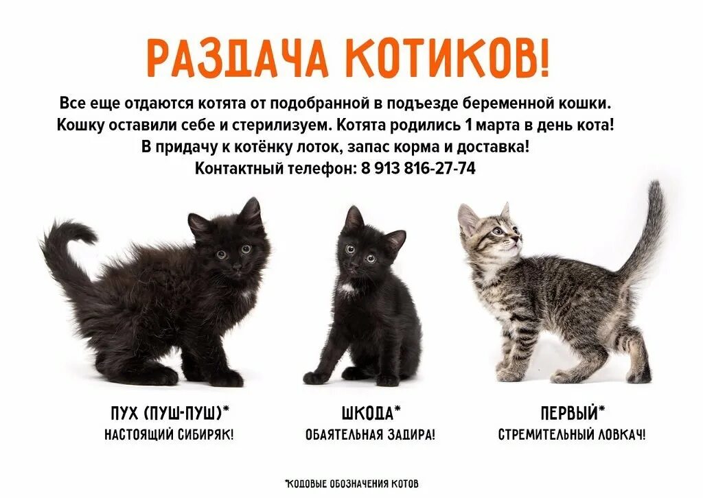 Можно ли оставить кота на 3 дня