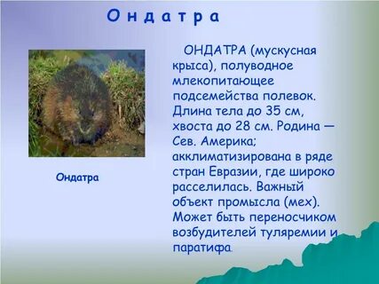 Мускусный в переводе